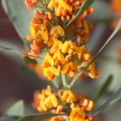 Daviesia mimosoides subsp. mimosoides at Hughes Grassy Woodland - 3 Oct 2022 by LisaH