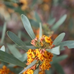 Daviesia mimosoides subsp. mimosoides at Hughes, ACT - 3 Oct 2022