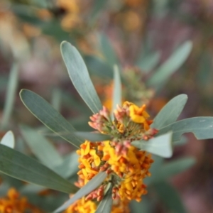 Daviesia mimosoides subsp. mimosoides at Hughes, ACT - 3 Oct 2022 05:47 PM