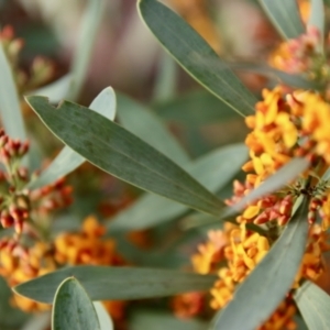 Daviesia mimosoides subsp. mimosoides at Hughes, ACT - 3 Oct 2022 05:47 PM