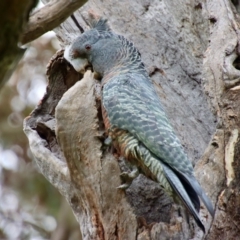 Callocephalon fimbriatum (Gang-gang Cockatoo) at Hughes, ACT - 3 Oct 2022 by LisaH