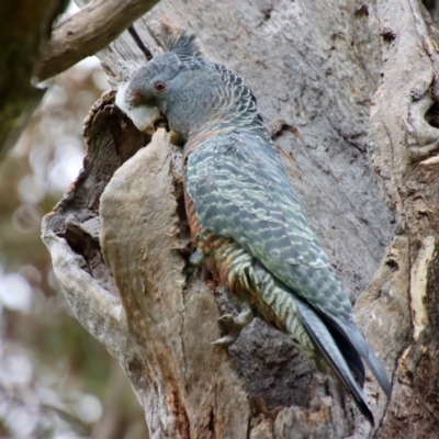 Callocephalon fimbriatum (Gang-gang Cockatoo) at Red Hill Nature Reserve - 3 Oct 2022 by LisaH