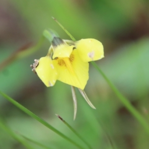 Diuris chryseopsis at Red Hill, ACT - suppressed