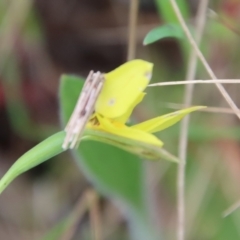 Diuris chryseopsis at Red Hill, ACT - suppressed