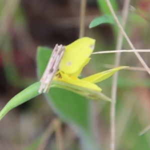 Diuris chryseopsis at Red Hill, ACT - suppressed