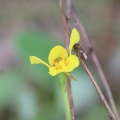 Diuris chryseopsis at Red Hill, ACT - suppressed