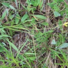 Diuris chryseopsis at Red Hill, ACT - suppressed