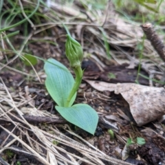 Chiloglottis sp. (A Bird/Wasp Orchid) at Alpine Shire - 3 Oct 2022 by WalterEgo