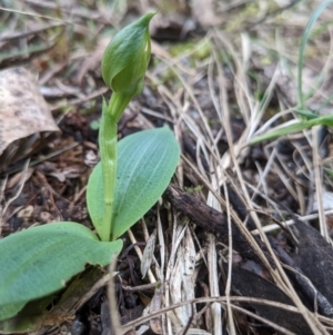 Chiloglottis sp. at Mount Buffalo, VIC - suppressed