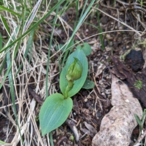 Chiloglottis sp. at Mount Buffalo, VIC - suppressed