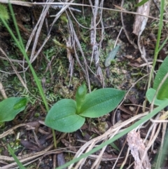 Chiloglottis sp. at Mount Buffalo, VIC - suppressed