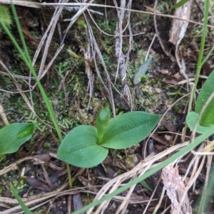 Chiloglottis sp. at Mount Buffalo, VIC - suppressed