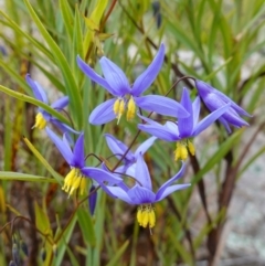 Stypandra glauca (Nodding Blue Lily) at Stromlo, ACT - 3 Oct 2022 by RobG1