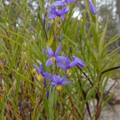 Stypandra glauca at Stromlo, ACT - 3 Oct 2022