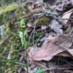 Bunochilus sp. (Leafy Greenhood) at Alpine Shire - 3 Oct 2022 by WalterEgo