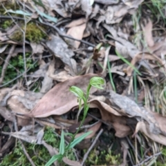 Bunochilus sp. at Mount Buffalo, VIC - suppressed