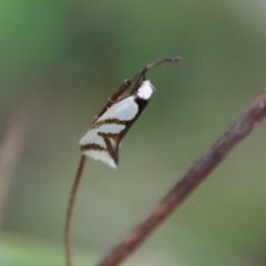 Ocystola paulinella (A Concealer Moth) at Red Hill Nature Reserve - 3 Oct 2022 by LisaH