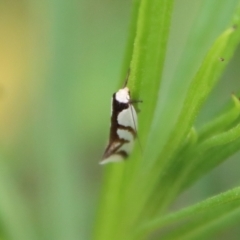 Ocystola paulinella at Deakin, ACT - 3 Oct 2022