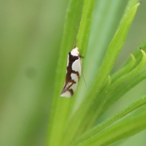 Ocystola paulinella at Deakin, ACT - 3 Oct 2022