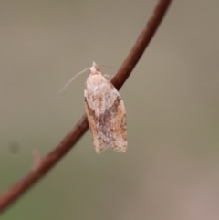 Epiphyas postvittana (Light Brown Apple Moth) at GG139 - 3 Oct 2022 by LisaH