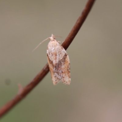 Epiphyas postvittana (Light Brown Apple Moth) at Red Hill Nature Reserve - 3 Oct 2022 by LisaH