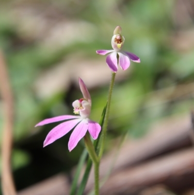 Caladenia carnea (Pink Fingers) at Red Hill to Yarralumla Creek - 3 Oct 2022 by LisaH
