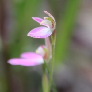 Caladenia carnea at Hughes, ACT - 3 Oct 2022