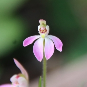 Caladenia carnea at Hughes, ACT - 3 Oct 2022