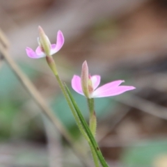 Caladenia carnea at Hughes, ACT - suppressed