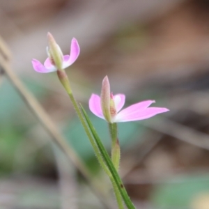 Caladenia carnea at Hughes, ACT - suppressed