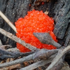 Tubifera ferruginosa (Raspberry Slime) at Stromlo, ACT - 3 Oct 2022 by RobG1