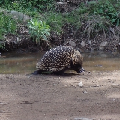 Tachyglossus aculeatus (Short-beaked Echidna) at Lake George, NSW - 3 Oct 2022 by drakes