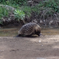 Tachyglossus aculeatus (Short-beaked Echidna) at Lake George, NSW - 3 Oct 2022 by drakes
