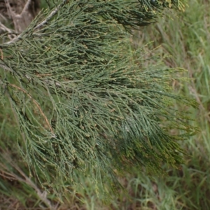 Callitris endlicheri at Godfreys Creek, NSW - 1 Oct 2022