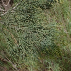 Callitris endlicheri (Black Cypress Pine) at Godfreys Creek, NSW - 1 Oct 2022 by drakes