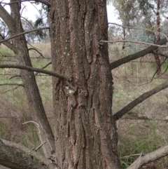 Callitris endlicheri at Godfreys Creek, NSW - 1 Oct 2022