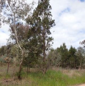 Callitris endlicheri at Godfreys Creek, NSW - 1 Oct 2022