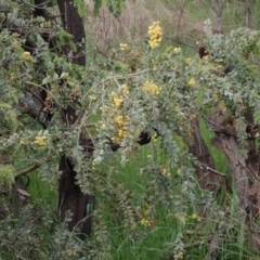 Acacia vestita (Hairy Wattle) at Godfreys Creek, NSW - 1 Oct 2022 by drakes
