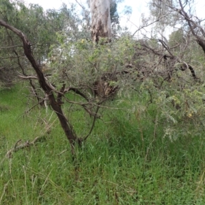 Acacia vestita at Godfreys Creek, NSW - 1 Oct 2022