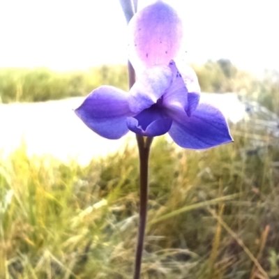 Thelymitra sp. (A Sun Orchid) at Mallacoota, VIC - 26 Sep 2022 by Flowon