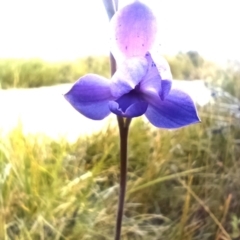 Thelymitra juncifolia (TBC) at suppressed - 26 Sep 2022 by Flowon