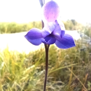 Thelymitra juncifolia (TBC) at suppressed by Flowon