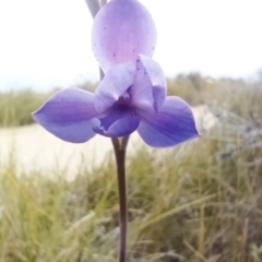 Thelymitra (Genus) at Mallacoota, VIC - suppressed
