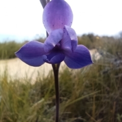 Thelymitra (Genus) at Mallacoota, VIC - suppressed