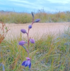 Thelymitra sp. at Mallacoota, VIC - 26 Sep 2022