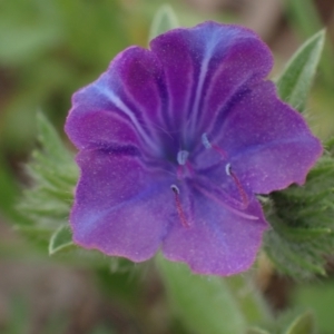 Echium plantagineum at Godfreys Creek, NSW - 1 Oct 2022