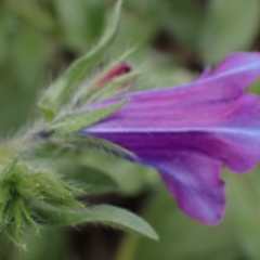 Echium plantagineum at Godfreys Creek, NSW - 1 Oct 2022