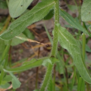 Echium plantagineum at Godfreys Creek, NSW - 1 Oct 2022