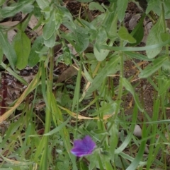 Echium plantagineum at Godfreys Creek, NSW - 1 Oct 2022