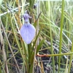 Pigea vernonii (Spade Flower) at Mallacoota, VIC - 26 Sep 2022 by Flowon